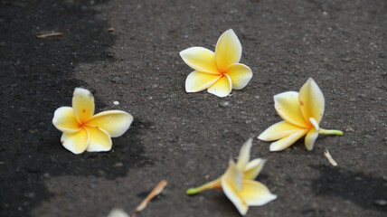 frangipani flowers on the road