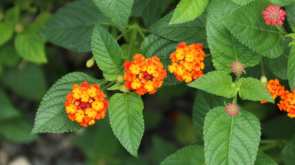 wildflower blossom (Lantana Camara) orange and yellow colors in the bush with green leaf background