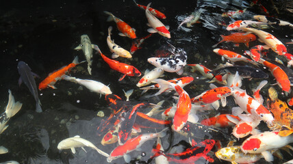 Koi fish or carp fish or Cyprinus rubrofuscus swimming in pond