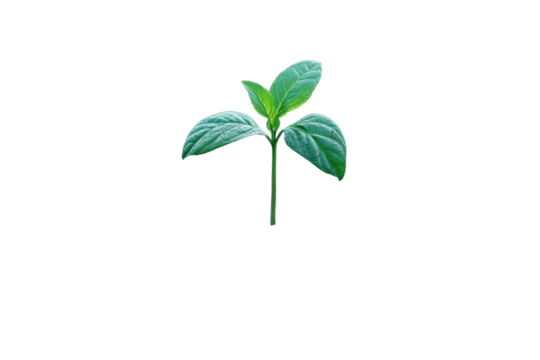 Seedling sprout photography on black background growth symbol vibrant leaf fresh start hope spring