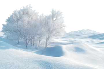 Winter Wonderland Trees Frozen Landscape Scenery Snow Covered Branch Magical Forest Peaceful Scene