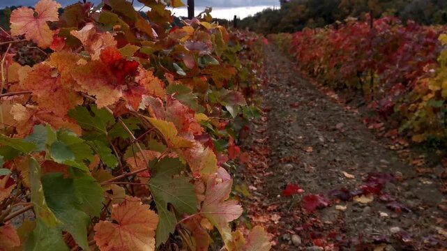 Grape red leaf close-up on the background of rows. Colorful autumn background. The leaves are waving in the cloudy light. Ripe grapes, the concept of harvesting, ripening. Full-frame red-orange leaves