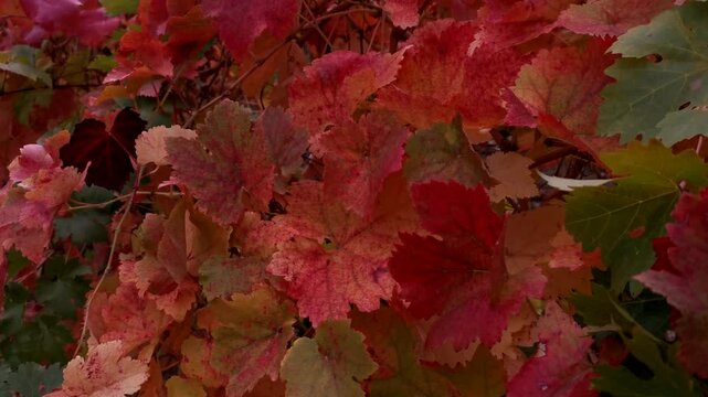 Grape red leaf close-up on the background of rows. Colorful autumn background. The leaves are waving in the cloudy light. Ripe grapes, the concept of harvesting, ripening. Full-frame red-orange leaves