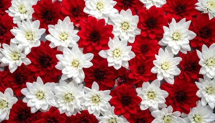 Floral Arrangement of Red and White Chrysanthemums in Full Bloom.