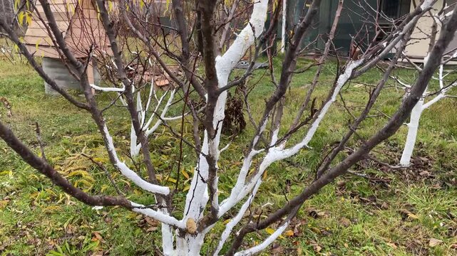 Autumn whitewashing of young tree trunks