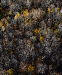 Aerial drone view of wooded area of mostly bare tree branches in fall.