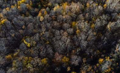 Aerial drone view of wooded area of mostly bare tree branches in fall.