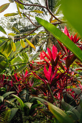 Red Ti plants and tropical foliage, Uvita, Costa Rica