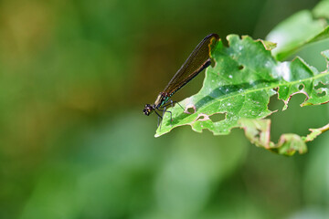 Close-up view of  dragonfly perching on leaf