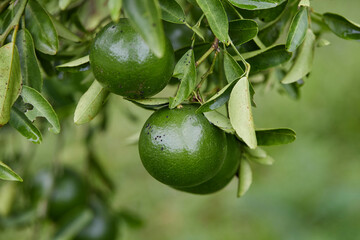 Fresh green tangerine on tree branch