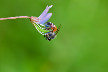 Close-up of honey bee keeping nectar in flower