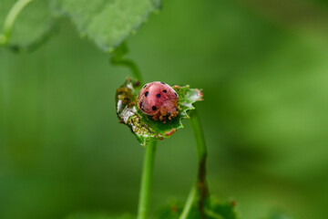 Close-up view of ladybug on green leaf