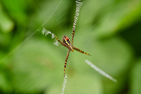 Close-up view of spider on web in forest