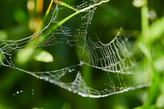 Close-up of droplets on spider's web