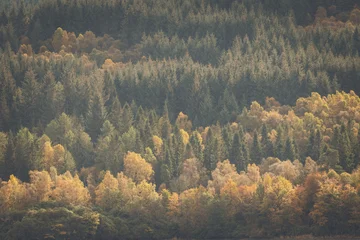 Wandcirkels Glenfinnanviaduct landscapes of scotland in autumn  © Cavan