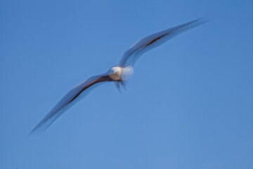 Albatross in flight