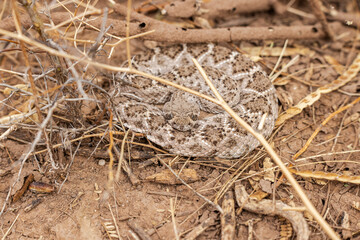 A coiled up diamondback rattlesnake hiding in desert brush