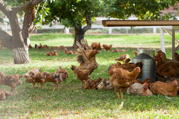 Brown Chickens Gathered Grassy Landscape
