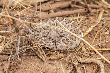 A coiled up diamondback rattlesnake tongue out in desert brush