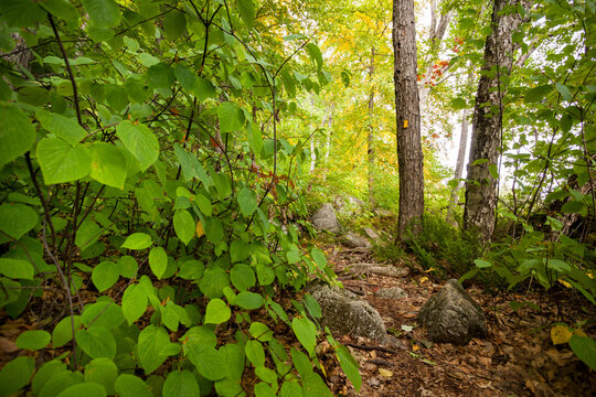 A woodland trail, marked with blazes and edged in hobblebush