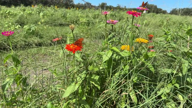 Butterflies Flying from Flower to Flower