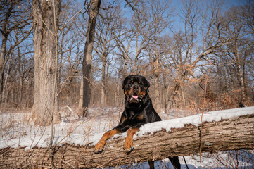 Athletic Rotti dog climbs over fallen tree on chilly winter hike