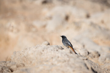 Black Redstart on Arid Mound