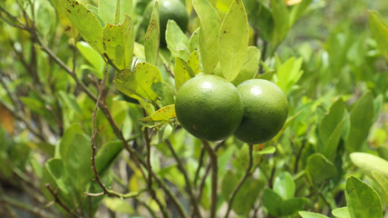 Fresh green unripe orange fruit growing on a tree branch surrounded by lush leaves after rainfall, natural citrus farming concept