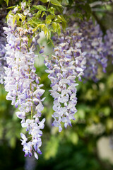 Hanging Lavender Wisteria Blossoms in Spring Garden