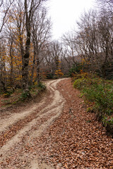 Path in wild autumnal forest