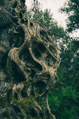 the curves of an old olive tree