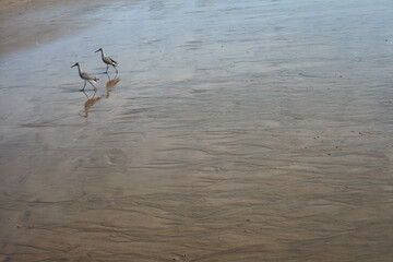 birds on beach
