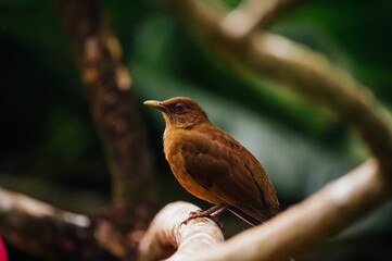 Clay-colored thrush perched on branch, Uvita, Costa Rica