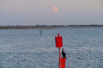 Cormorant on Red Navigation Marker with Full Moon in Heiligenhafen