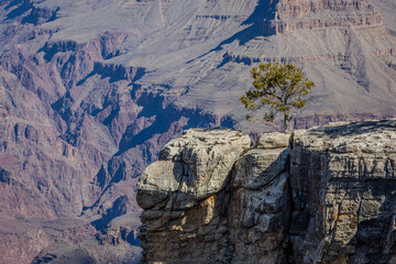 One Tree on the Edge