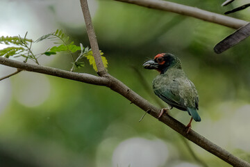 portrait of a coppersmith barbet