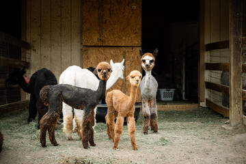 Group of Alpacas in Elizabeth Colorado