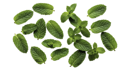 Fresh Green Mint Leaves Arrangement on a Solid Green Background