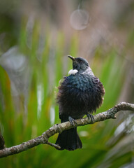 Tui bird perched on Pohutukawa tree. Vertical format.