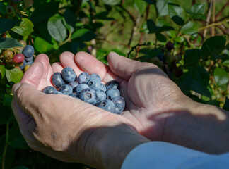 Hands holding a pile of ripe blueberries. Blueberry bushes in the background.
