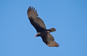 Vulture flying