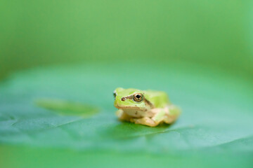 葉の上に一匹のニホンアマガエル