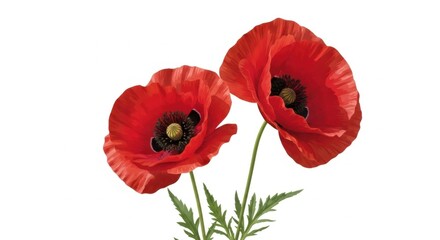 Obraz premium Vibrant Red Poppies on White Background, Poppy, Red poppy, Flower