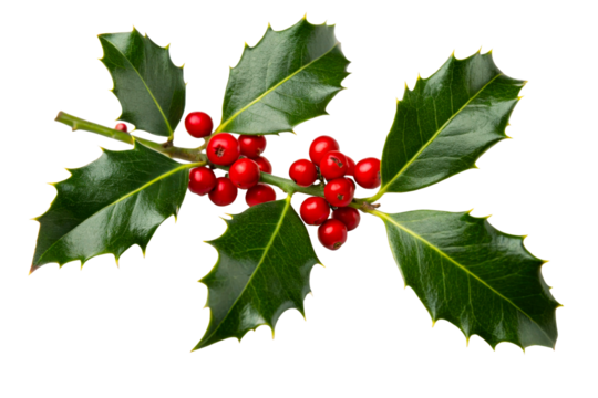 Holly branch with red berries and green leaves