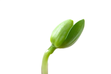 Green Seedling with Closed Budding Leaves on sprout plant isolated on a transparent background