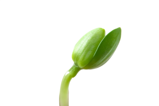 Green Seedling with Closed Budding Leaves on sprout plant isolated on a transparent background