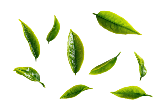 Floating green tea leaves arrangement natural element for design on transparent background - Powered by Adobe