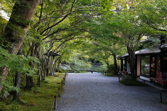 京都大原三千院の参道の風景