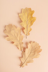 Top view of three dried yellow autumn oak leaves on pastel beige background representing forest fall foliage and environment natural aging process used as organic decoration as eco friendly element