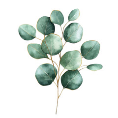 Eucalyptus branch art on transparent background